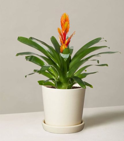 گل گرادویس - تصویر 3